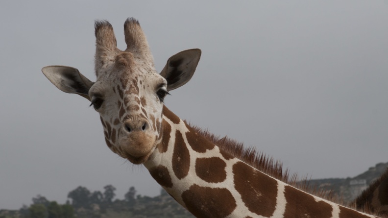 320-9946 Safari Park - Giraffe.jpg